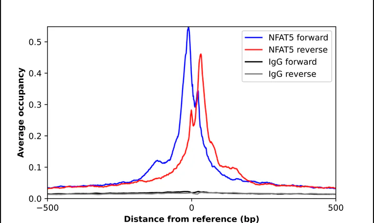 ChIP - Anti-NFAT5 Antibody (AB327272)