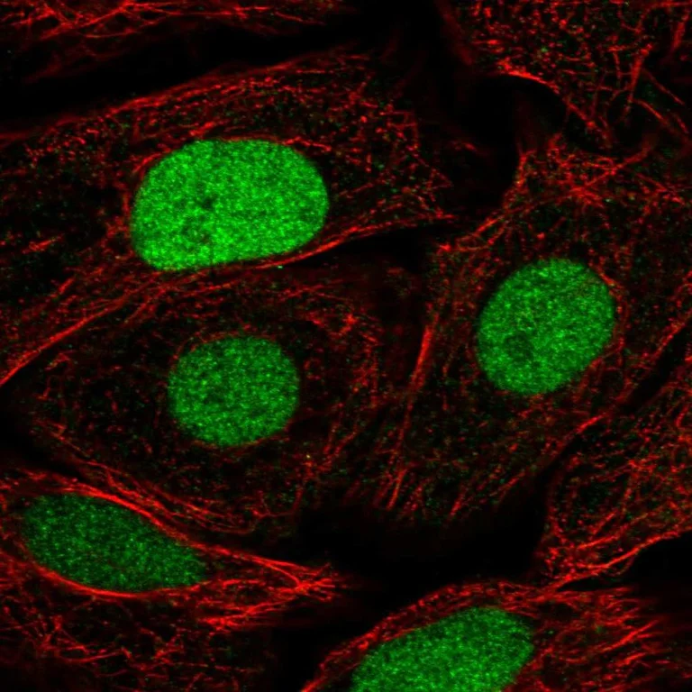 Immunocytochemistry/ Immunofluorescence - Anti-NFAT5 Antibody (AB327272)