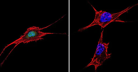 Immunocytochemistry/ Immunofluorescence - Anti-NFAT5 antibody (AB3446)