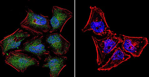 Immunocytochemistry/ Immunofluorescence - Anti-NFAT5 antibody (AB3446)