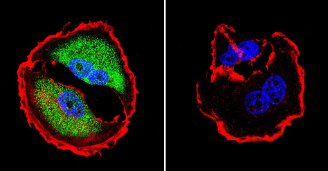 Immunocytochemistry/ Immunofluorescence - Anti-NFAT5 antibody (ab3446), expandable thumbnail