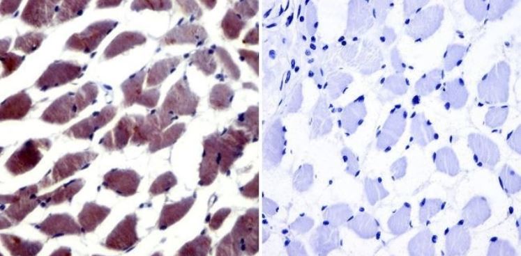 Immunohistochemistry (Formalin/PFA-fixed paraffin-embedded sections) - Anti-NFAT5 antibody (AB3446), expandable thumbnail