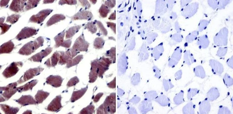 Immunohistochemistry (Formalin/PFA-fixed paraffin-embedded sections) - Anti-NFAT5 antibody (AB3446)