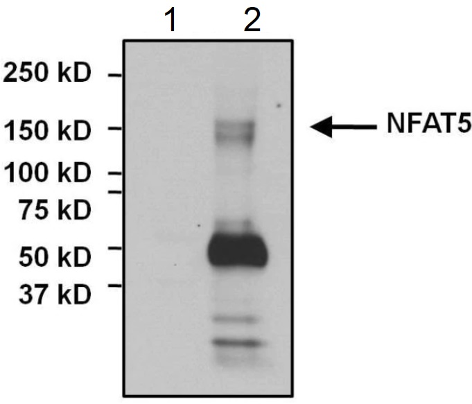 Immunoprecipitation - Anti-NFAT5 antibody (AB3446), expandable thumbnail