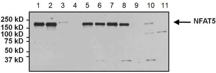 Western blot - Anti-NFAT5 antibody (AB3446)