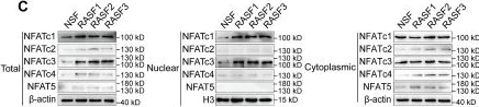 Western blot - Anti-NFAT5 antibody - N-terminal (AB137407)