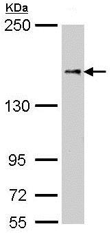 Western blot - Anti-NFAT5 antibody - N-terminal (AB137407)