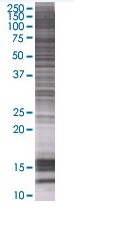 NFAT5 overexpression 293T lysate (whole cell)