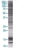 SDS-PAGE - NFAT5 overexpression 293T lysate (whole cell) (AB94270)