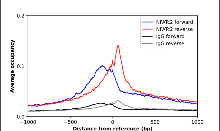 ChIP - Anti-NFATC2 Antibody (AB327205)