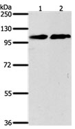 Western blot - Anti-NFATC4 antibody (AB183117)