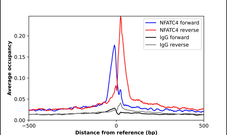 ChIP - Anti-NFATC4 Antibody (AB327283)