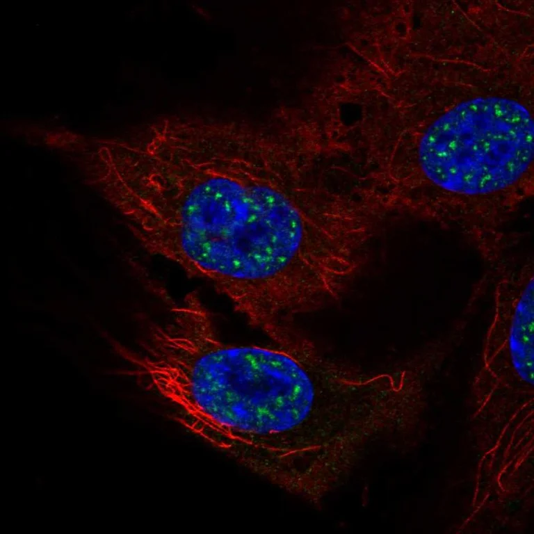 Immunocytochemistry/ Immunofluorescence - Anti-NFATC4 Antibody (AB327283)