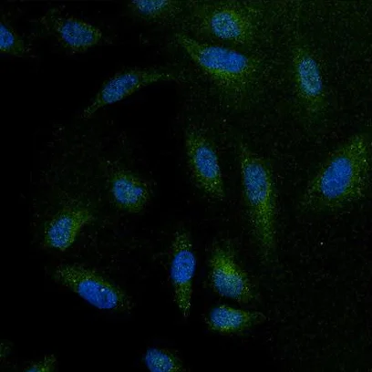 Immunocytochemistry/ Immunofluorescence - Anti-NFATC4 antibody (AB3447)