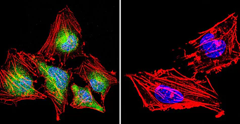 Immunocytochemistry/ Immunofluorescence - Anti-NFATC4 antibody (AB3447)