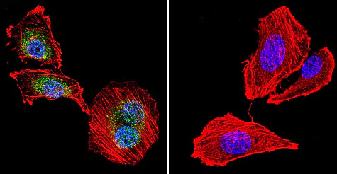 Immunocytochemistry/ Immunofluorescence - Anti-NFATC4 antibody (AB3447)
