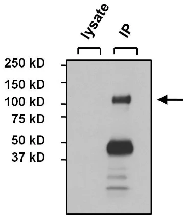 Immunoprecipitation - Anti-NFATC4 antibody (AB3447)
