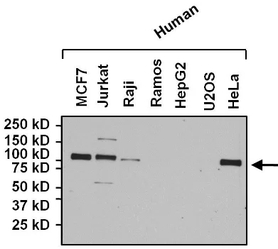 Western blot - Anti-NFATC4 antibody (AB3447)