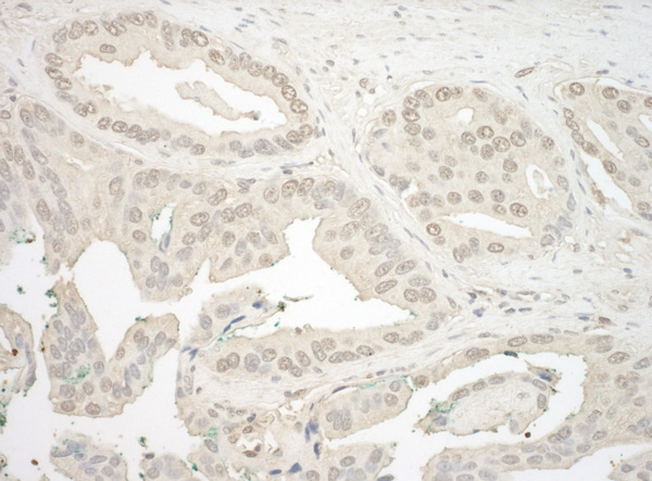 Immunohistochemistry (Formalin/PFA-fixed paraffin-embedded sections) - Anti-NFATC4 antibody (AB99431)