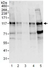 Western blot - Anti-NFATC4 antibody (AB99431)
