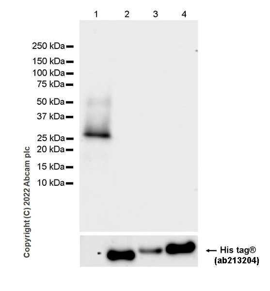 Western blot - Anti-NFATC4 antibody [EPR24998-73] - BSA and Azide free (AB307816)