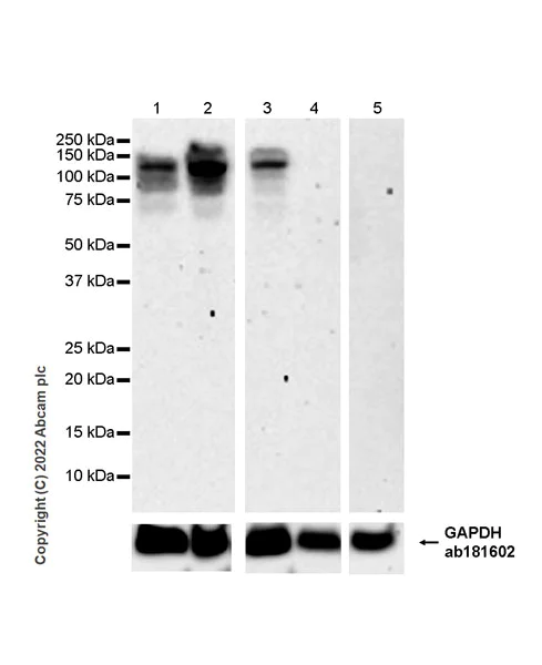Western blot - Anti-NFATC4 antibody [EPR24998-73] - BSA and Azide free (AB307816)