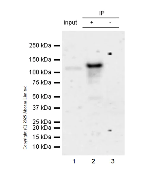 Immunoprecipitation - Anti-NFATC4 antibody [EPR25678-90] (AB324108)