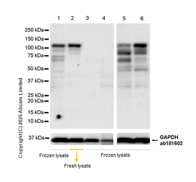 Western blot - Anti-NFATC4 antibody [EPR25678-90] (AB324108)