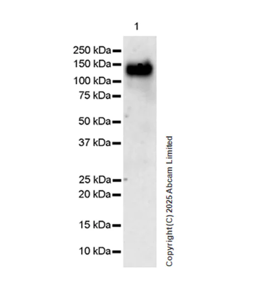 Western blot - Anti-NFATC4 antibody [EPR25678-90] (AB324108)