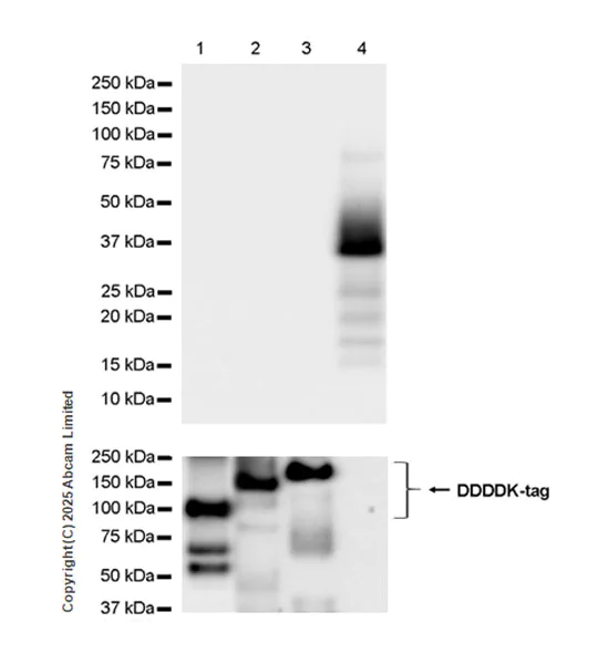 Western blot - Anti-NFATC4 antibody [EPR25678-90] (AB324108)