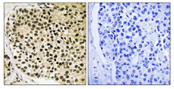 Immunohistochemistry (Formalin/PFA-fixed paraffin-embedded sections) - Anti-NFATC4 (phospho S168 + S170) antibody (AB111929)