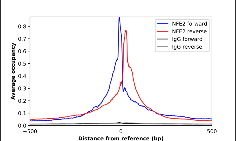 ChIP - Anti-NFE2 Antibody (AB327173)