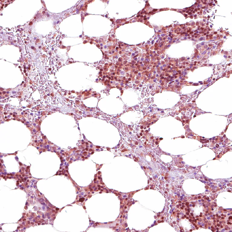 Immunohistochemistry (Formalin/PFA-fixed paraffin-embedded sections) - Anti-NFE2 Antibody (AB327173)