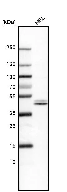 Western blot - Anti-NFE2 Antibody (AB327173)