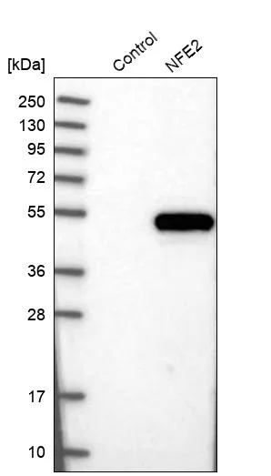 Western blot - Anti-NFE2 Antibody (AB327173)