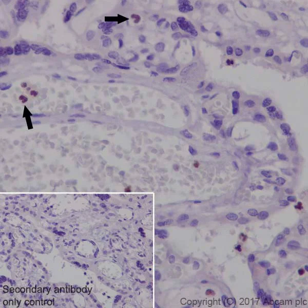Immunohistochemistry (Formalin/PFA-fixed paraffin-embedded sections) - Anti-NFE2 antibody [EPR20463] (AB223845)