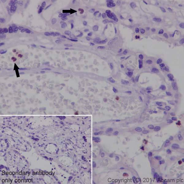 Immunohistochemistry (Formalin/PFA-fixed paraffin-embedded sections) - Anti-NFE2 antibody [EPR20463] - BSA and Azide free (AB251577), expandable thumbnail