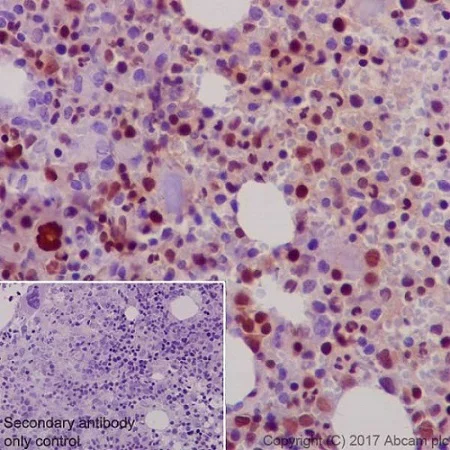 Immunohistochemistry (Formalin/PFA-fixed paraffin-embedded sections) - Anti-NFE2 antibody [EPR20463] - BSA and Azide free (AB251577)