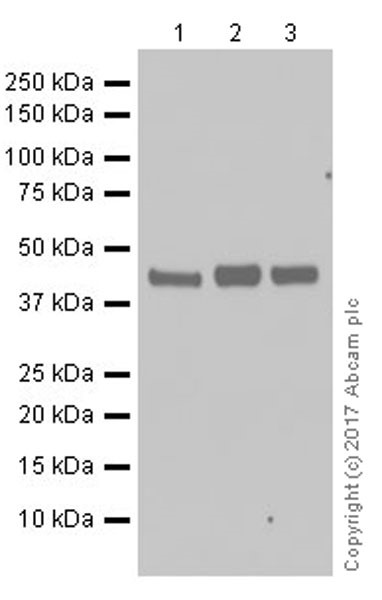 Western blot - Anti-NFE2 antibody [EPR20463] - BSA and Azide free (AB251577), expandable thumbnail
