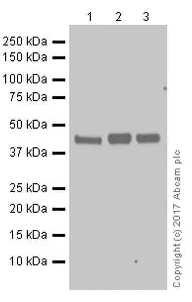 Western blot - Anti-NFE2 antibody [EPR20463] - BSA and Azide free (AB251577)