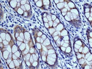 Immunohistochemistry (Formalin/PFA-fixed paraffin-embedded sections) - Anti-NFE2 antibody [EPR2824(2)] (AB140598), expandable thumbnail
