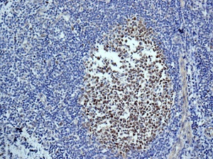 Immunohistochemistry (Formalin/PFA-fixed paraffin-embedded sections) - Anti-NFE2 antibody [EPR2824(2)] (AB140598), expandable thumbnail