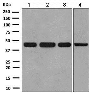 Western blot - Anti-NFE2 antibody [EPR2824(2)] (AB140598), expandable thumbnail