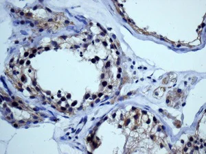 Immunohistochemistry (Formalin/PFA-fixed paraffin-embedded sections) - Anti-NFE2 antibody [EPR2824(2)] - BSA and Azide free (AB248894)