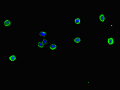Immunocytochemistry - Anti-NFE2L1 antibody (AB238154), expandable thumbnail