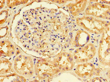 Immunohistochemistry (Formalin/PFA-fixed paraffin-embedded sections) - Anti-NFE2L1 antibody (AB238154)