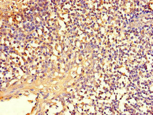Immunohistochemistry (Formalin/PFA-fixed paraffin-embedded sections) - Anti-NFE2L1 antibody (AB238154), expandable thumbnail