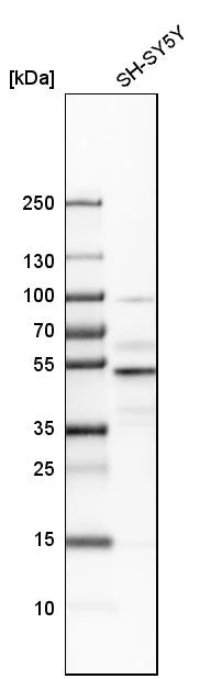 Western blot - Anti-NFIB Antibody (AB327182)