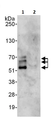 Immunoprecipitation - Anti-NFIB / NF1B2 antibody (AB264332)