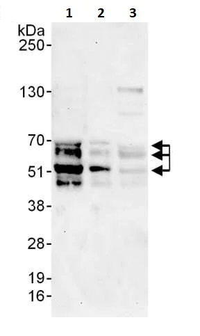 Western blot - Anti-NFIB / NF1B2 antibody (AB264332)